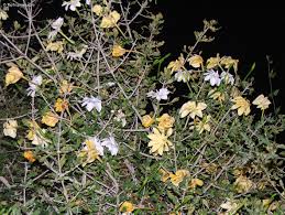 Image result for Gardenia subacaulis