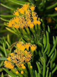 Image result for Senecio propior
