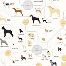 The Diagram Of Dogs By Pop Chart Lab An Art Print Featuring