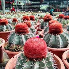 How to reach cameron highlands butterfly farm. Kea Farm Market At Cameron Highlands Food Attractions What To Buy 2021