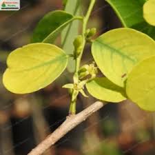 Image result for Cleistanthus schlechteri
