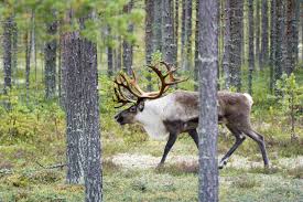 You might also be interested in coloring pages from. Missing Link It S Time To Restore Native Herbivore Populations In Sweden Rewilding Europe