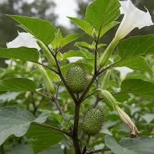 Image result for durman obecný plod