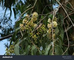 Image result for Eucalyptus tereticornis