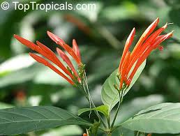 Image result for Justicia striata