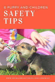 Children And Puppies Keeping Everyone Safe And Happy Animal Behavior College Animal Behavior College Puppies Dogs And Kids
