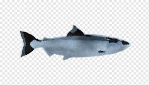 Shark Fish Fin Albacore Fish Bonyfish Rayfinned Fish Fish Products Sockeye Salmon Fish Fin Albacore Fish Png Pngwing We provide millions of free to download high definition png images. pngwing