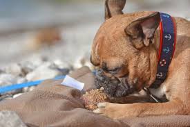 Cats should always be provided with cooked fish to minimise the risk of salmonella poisoning. Can Dogs Eat Imitation Crab Meat Sticks