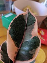 Use this pruning knowledge to design your perfect rubber plant! White Dots On My Rubber Tree They Don T Rub Off And I Can T See Any Pests Plantclinic