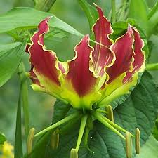Image result for Gloriosa