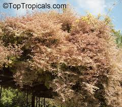 Image result for Congea