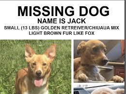 Explore @lostpetshv twitter profile and download videos and photos helping reunite lost pets with their families in the hudson valley of ny. Jack From Washingtonville Lost Pets Of The Hudson Valley