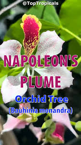 Image result for Bauhinia monandra