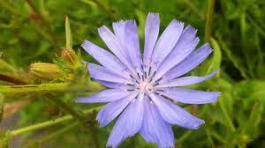 Acest lucru împiedică frunzele să devină verzi și să creeze prea multe substanțe amare. FrumuseÈ›ea Naturii Cicoarea Educatia Acasa