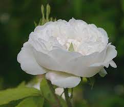 Rosa Mme Hardy A Damask Rose Is A French Variety That Dates Back To 1832 Damask Rose Rose Heirloom Roses