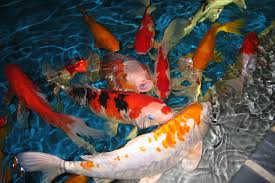 Pin By Ellen Bounds On Fish Live Fish Wallpaper Fish Wallpaper Koi Fish