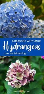 Why Is My Hydrangea Not Blooming Garden Therapy Hydrangea Not Blooming Planting Hydrangeas Hydrangea Bloom