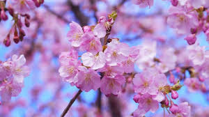 Many visitors come to view the cherry blossoms 4. 2021 Japan Cherry Blossom Forecast Jrailpass