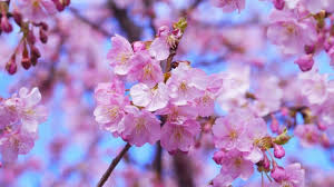 Our focus is on supporting the. 2021 Japan Cherry Blossom Forecast Jrailpass