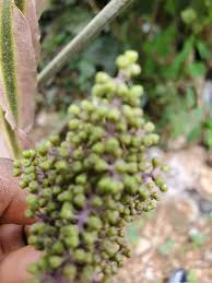 Image result for Ampelocissus multistriata