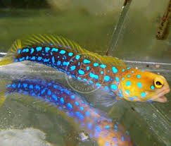 Blue Spotted Jawfish Saltwater Fish Gobies Saltwater Aquarium Fish Fish List Saltwater Tank
