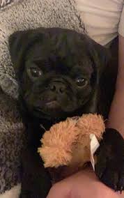 All are up to date with shots, come with a year health guarantee. Pug Puppies For Sale Stafford Va 297050 Petzlover