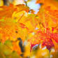 October Recharge Retreat - with sound bath! event image