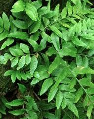 Image result for Vittaria reekmansii