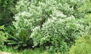 Image result for Cola greenwayi