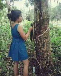 Astro awani 2.491 views3 year ago. Bantuan Khas Musim Monsoon Rm600 Kepada Pekebun Kecil Getah Di Sabah Kartel Dakwah