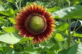 Sunflowers How To Plant Grow And Care For Sunflower