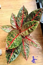 Aglaonema Diana In 2021 Foliage Plants Plants House Plants