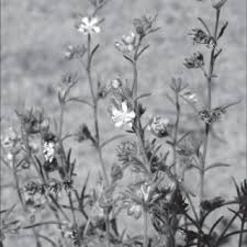 Image result for Nicolasia costata