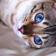 Sepia types again have green or gold eyes or a combination of these eye colors; Jimmy Bengal Bengalcat Blueeyes Snowbengal Bengal Cat Cute Animals Animals