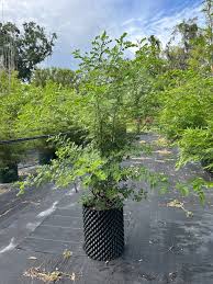 Image result for Cassia thyrsoidea