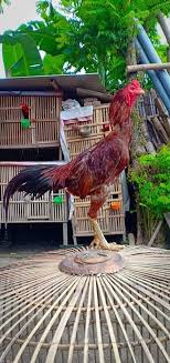 Bebrbagai jenis unggas seperti burung enggang, kasuari, merak, ayam kate, kalkun, babi hutan, rusa dan masih banyak lagi. Komunitas Ayam Bangkok Kabupaten Kota Kediri Facebook