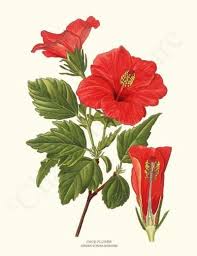 Hibiscus Shoe Flower Botanical Art Prints Vintage Botanical Prints Botanical Art