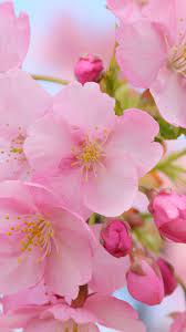 Pink Blossoms Hd Iphone Wallpaper Cherry Blossom Wallpaper Pink Blossom Flowers