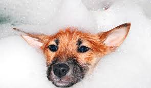 Odor eliminating chemicals and washes for dog or cat urine: 8 Reasons Why Your Dog Might Smell Bad Holiday Barn