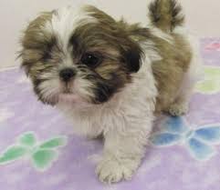 It is a perfect place to raise little shih tzus for you! Shih Tzu Breeders Near Thompson Iowa