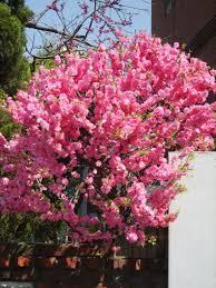 The double flowering form is more popular in the nursery trade. Prunus Triloba Wikipedia