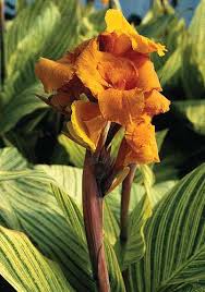 Cannas Cannas Cannas Canna Lilies For Your Garden