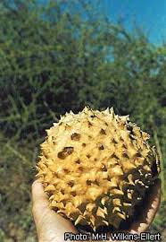 Image result for Acanthosicyos