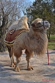 Bactrian camels are found mainly in the steppe grasslands and deserts of china. 530 Animals Ideas In 2021 Animals Animals Beautiful Cute Animals