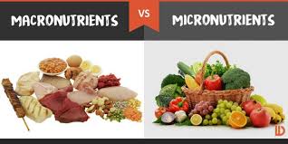Liver ~6% glycogen, muscle ~1% of ingested cho: 15 Differences Between Macro Nutrients And Micro Nutrients Public Health Notes