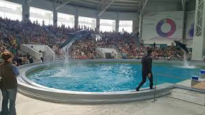 Preturi pentru biletele de intrare pentru. Momente Unice La Delfinariu Florin DanseazÄ Cu Ni Ni Èi Chen Chen Constanta Ro