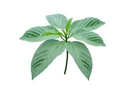 Image result for Corchorus olitorius