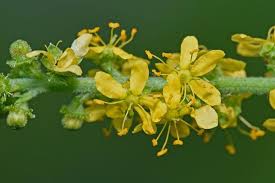 Image result for Agrimonia