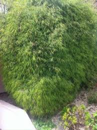 Muhlenbergia Capillaris Pepiniere Ecologique La Maison Du Bananier En 2020 Fargesia Jardin Fruitier Bambou Non Tracant