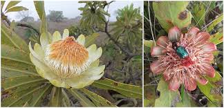 Image result for Micrococca capensis